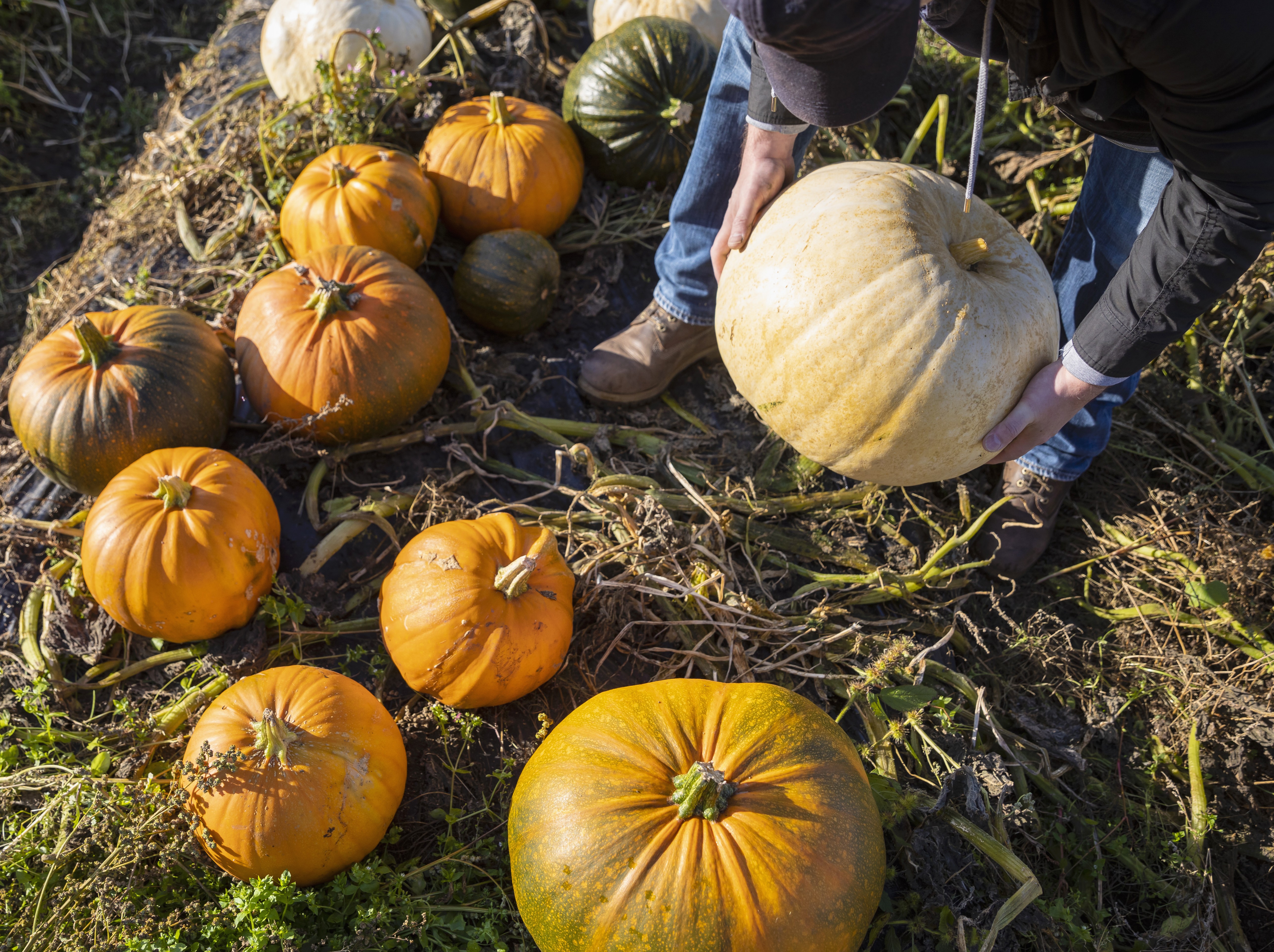 A man picking up a cream coloured pum[kin. There are many other pumpkins on the ground.