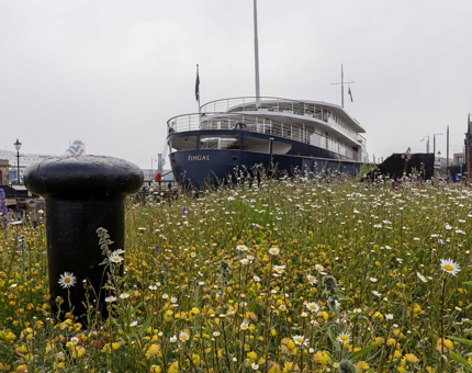 The wildflower meadow on the quayside next to Fingal. 