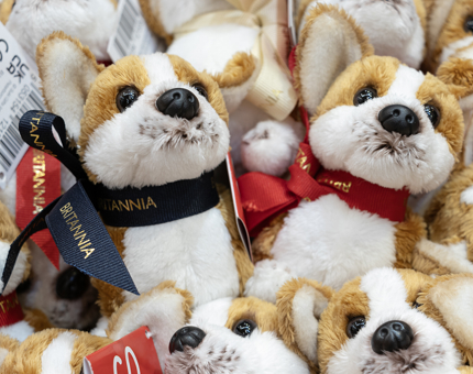 A group of cuddly Corgis. 