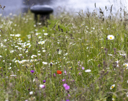 The wildflower meadow at Fingal is beginning to bloom.