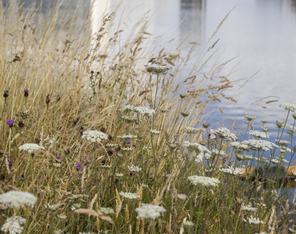 The wildflower meadow outside Fingal. 