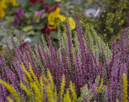 A close up on purple and yellow flowers to be planted in hanging baskets on Britannia's quayside in Leith. 