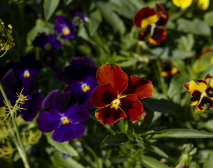 A close up of purple and red flowers blooming in Fingal's herb garden. 