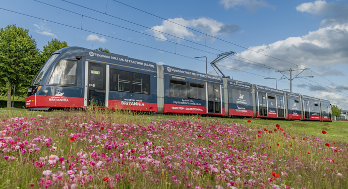 An Edinburgh tram that is advertising Britannia. It is navy blue with a red strip along the bottom. There are white logos on it of Britannia, a ship. There are pink and red flowers in the foreground. 