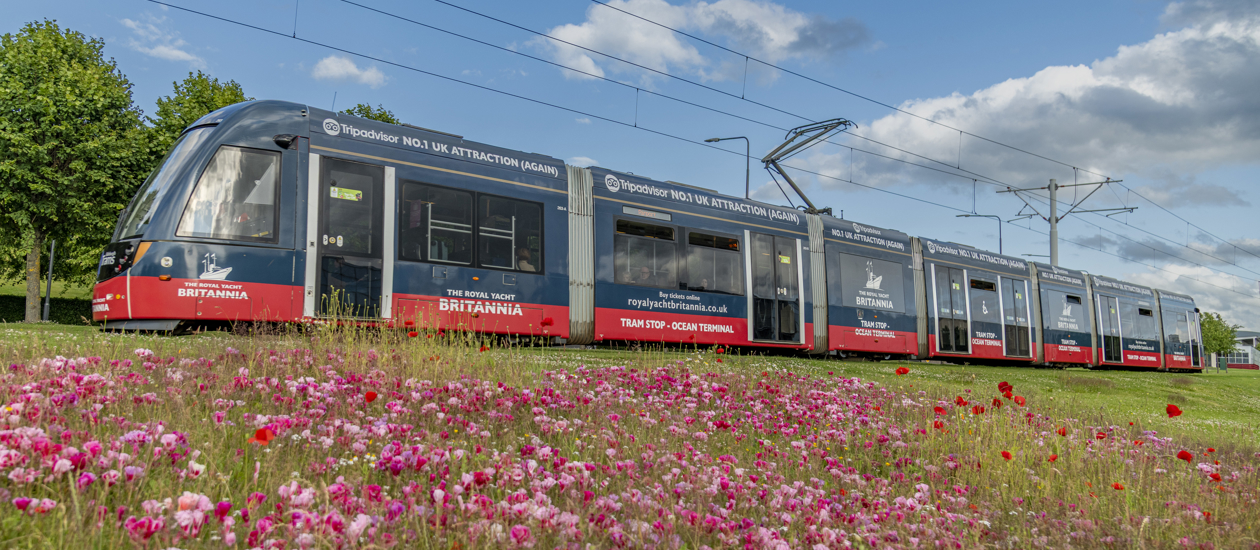 An Edinburgh tram that is advertising Britannia. It is navy blue with a red strip along the bottom. There are white logos on it of Britannia, a ship. There are pink and red flowers in the foreground. 