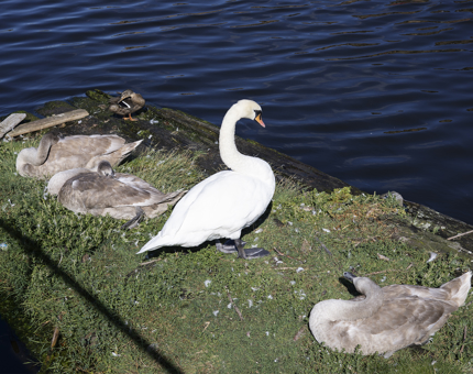 A family of swans taking a nap on the quayside next to Fingal in the Port of Leith. 