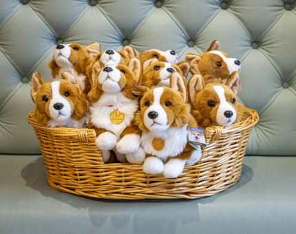 A dog basket is filled with plush corgi toys.