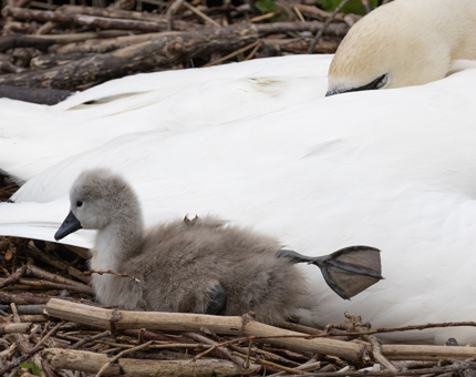 A swan and signet in their nest. 